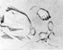 Studio di figure in processione (recto); Studio di mani e di manti (verso)